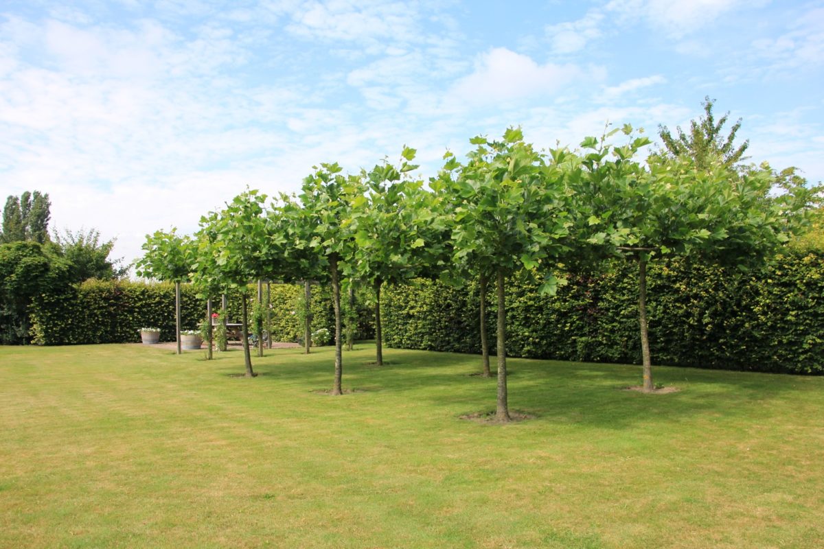 Landgoed met schapenweide