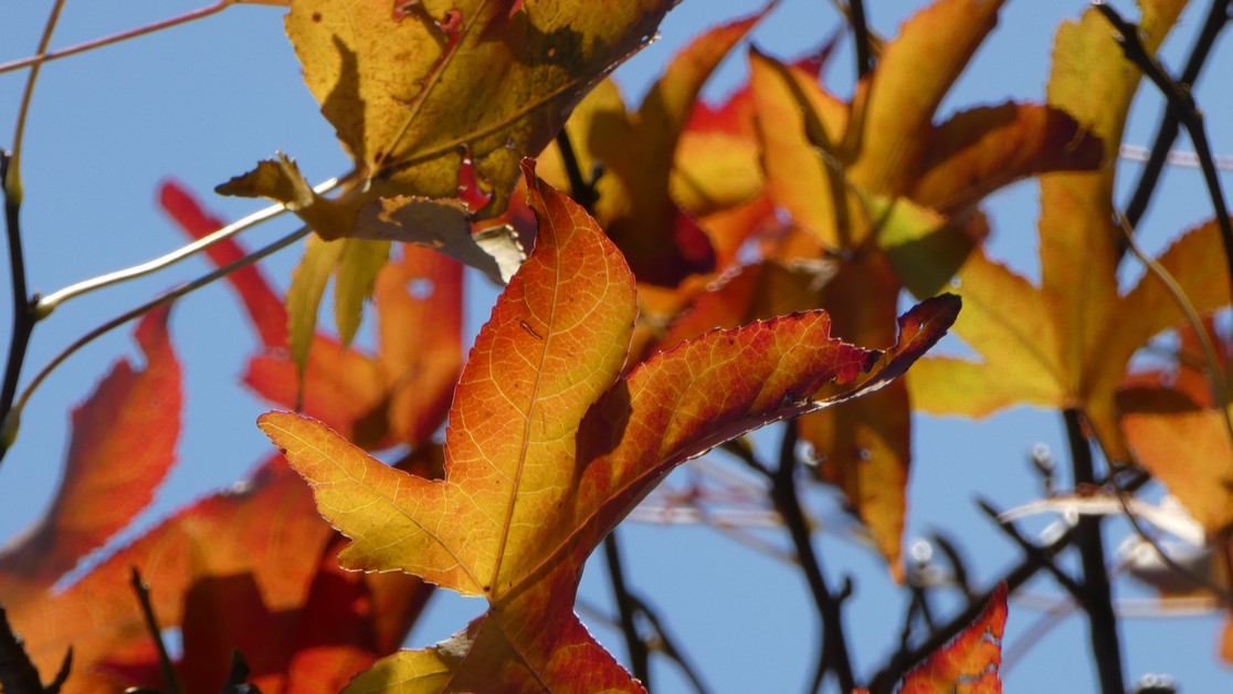 https://www.franscommandeur.nl/wp-content/uploads/2018/05/liquidambar-in-herfsttooi_tn.jpg