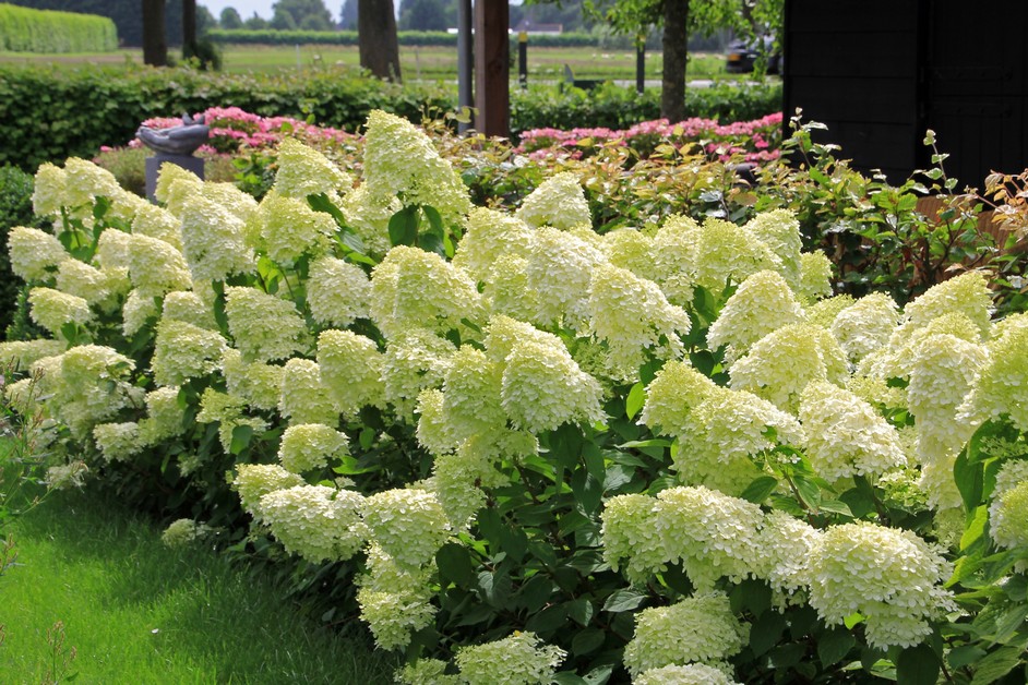 https://www.franscommandeur.nl/wp-content/uploads/2019/04/hydrangea-limelight-4135_2-3.jpg