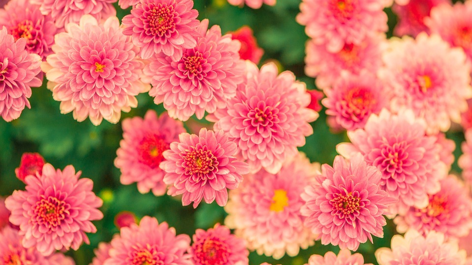 https://www.franscommandeur.nl/wp-content/uploads/2020/04/bloemen_cr.jpg
